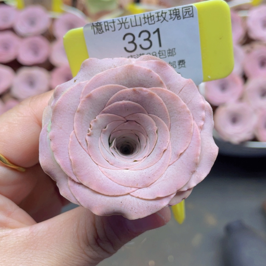 山地玫瑰331满38包邮裸根发货