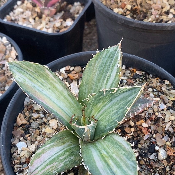 背刺正版白鲸镐斑