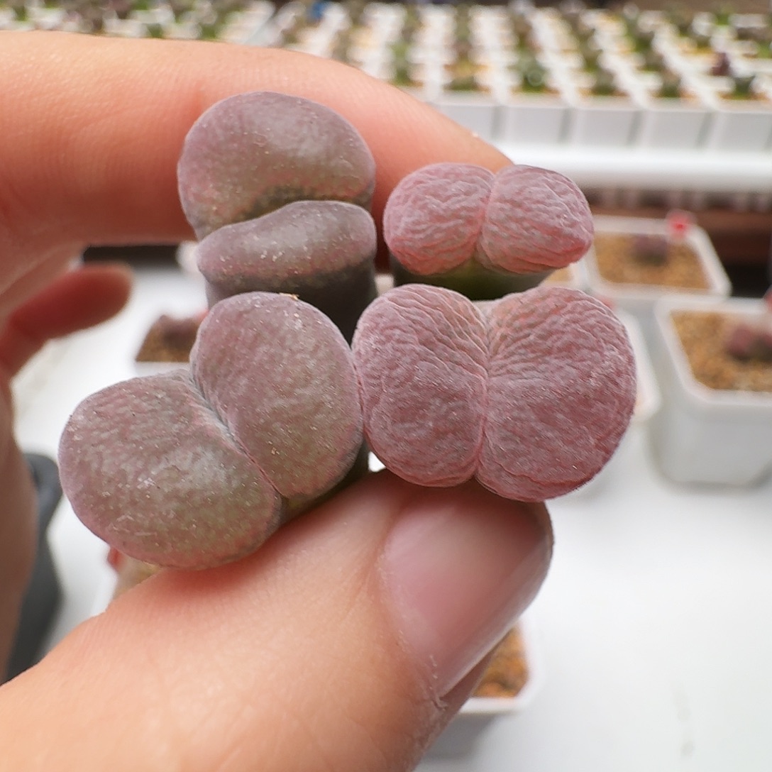 多肉植物福利风铃181