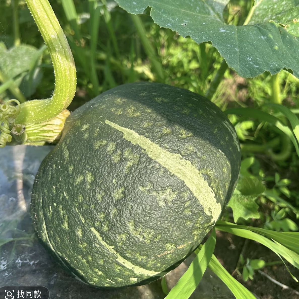 黑龙江讷河笨圆窝瓜8-10斤（2-3个）