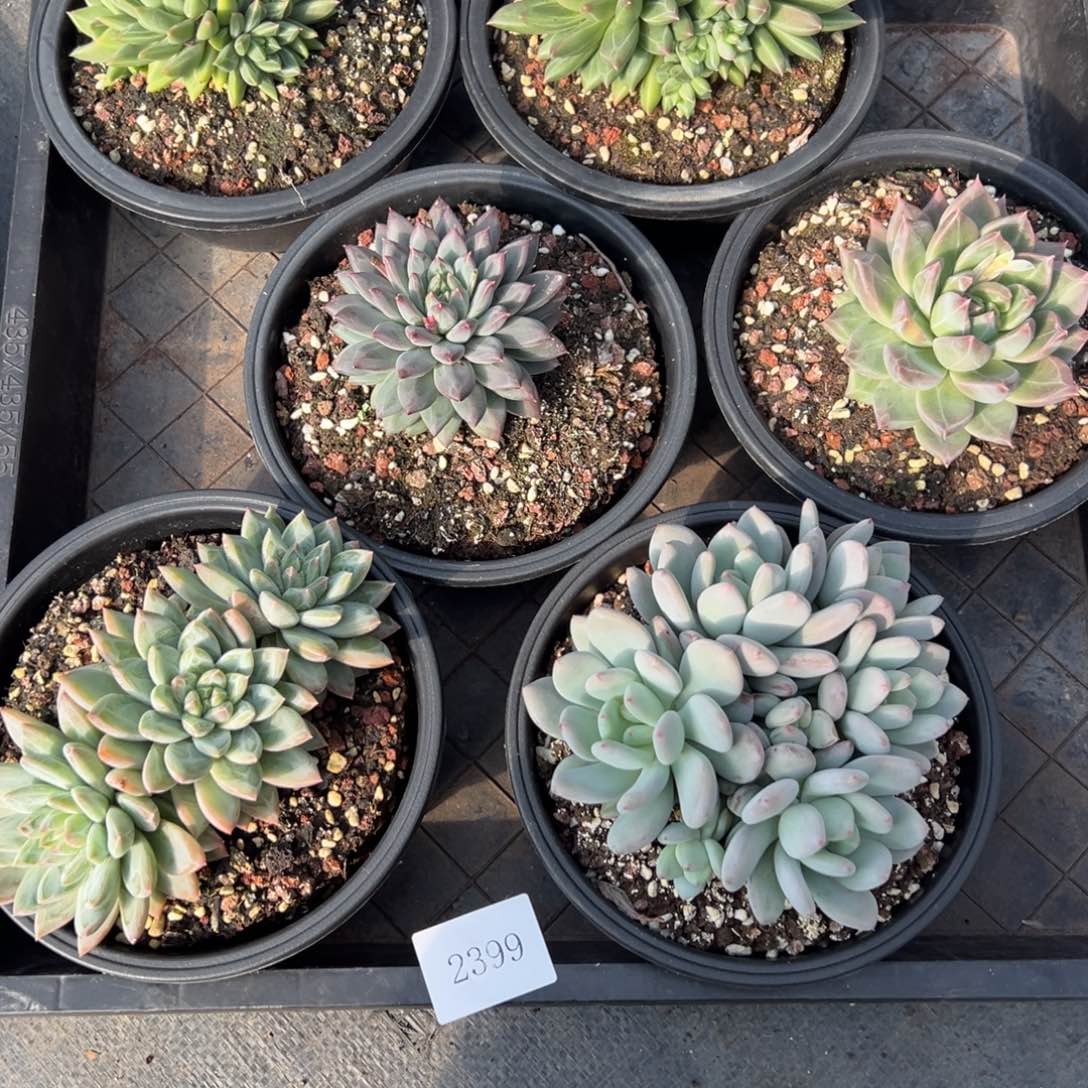 青****诺2399一筐不包整肉肉肉肉肉肉肉