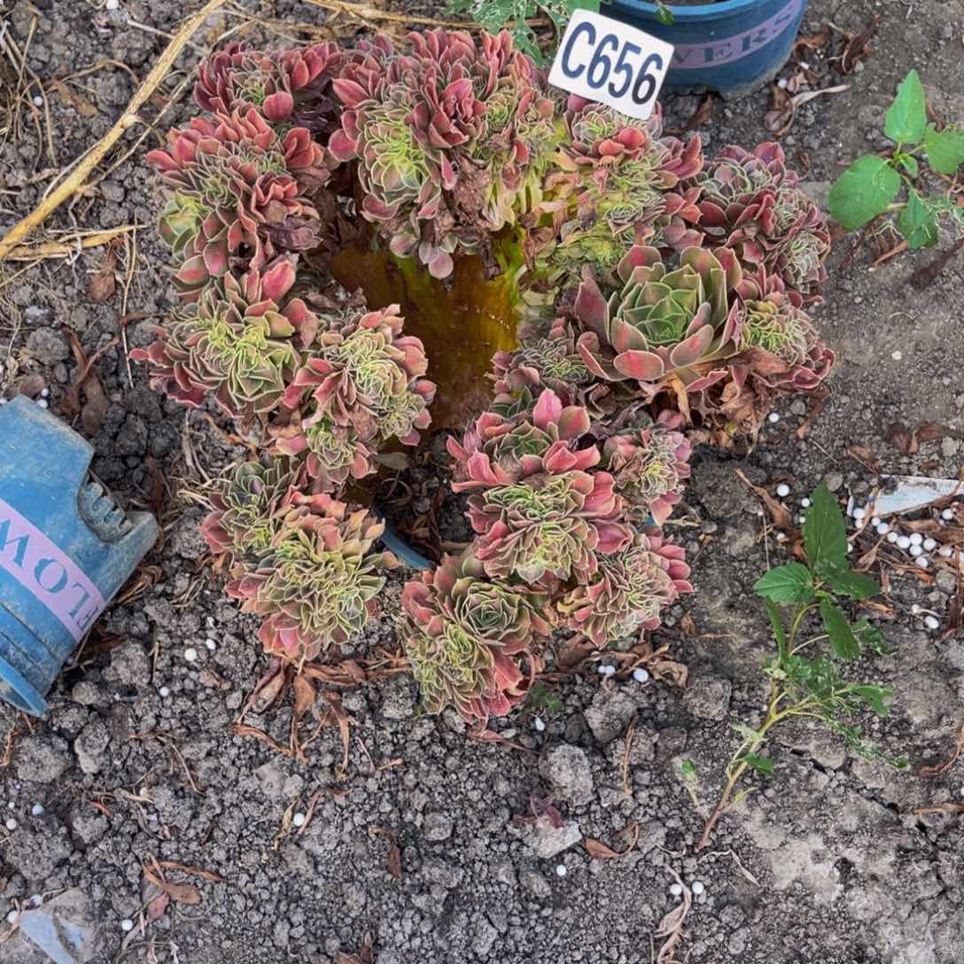 女巫宽中班16-1包邮