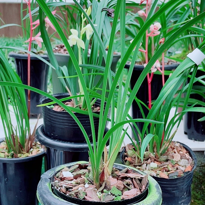你***好无花朵一物一漂亮开花