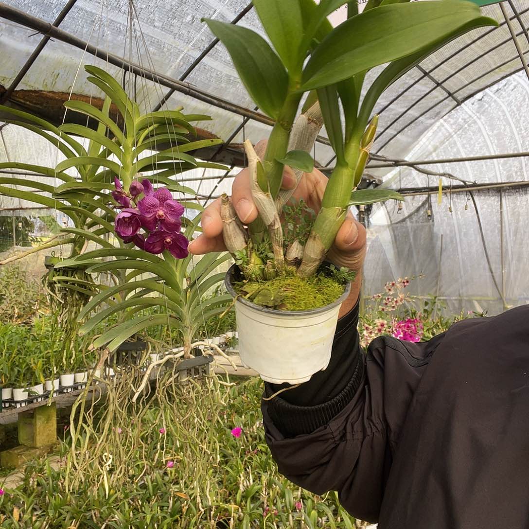 当前无花朵，栽培后可花朵XH