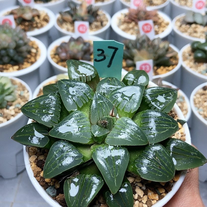 【闪购商品】37翠虎大