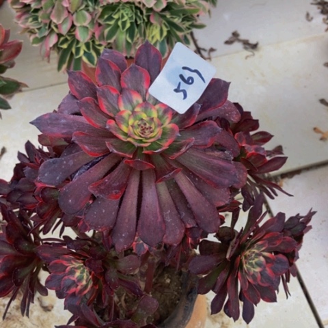 烟花多肉植物一物一拍563多肉