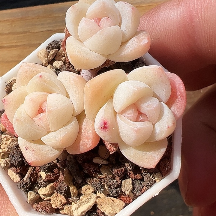 白底冰玉卡卡米群生1436号