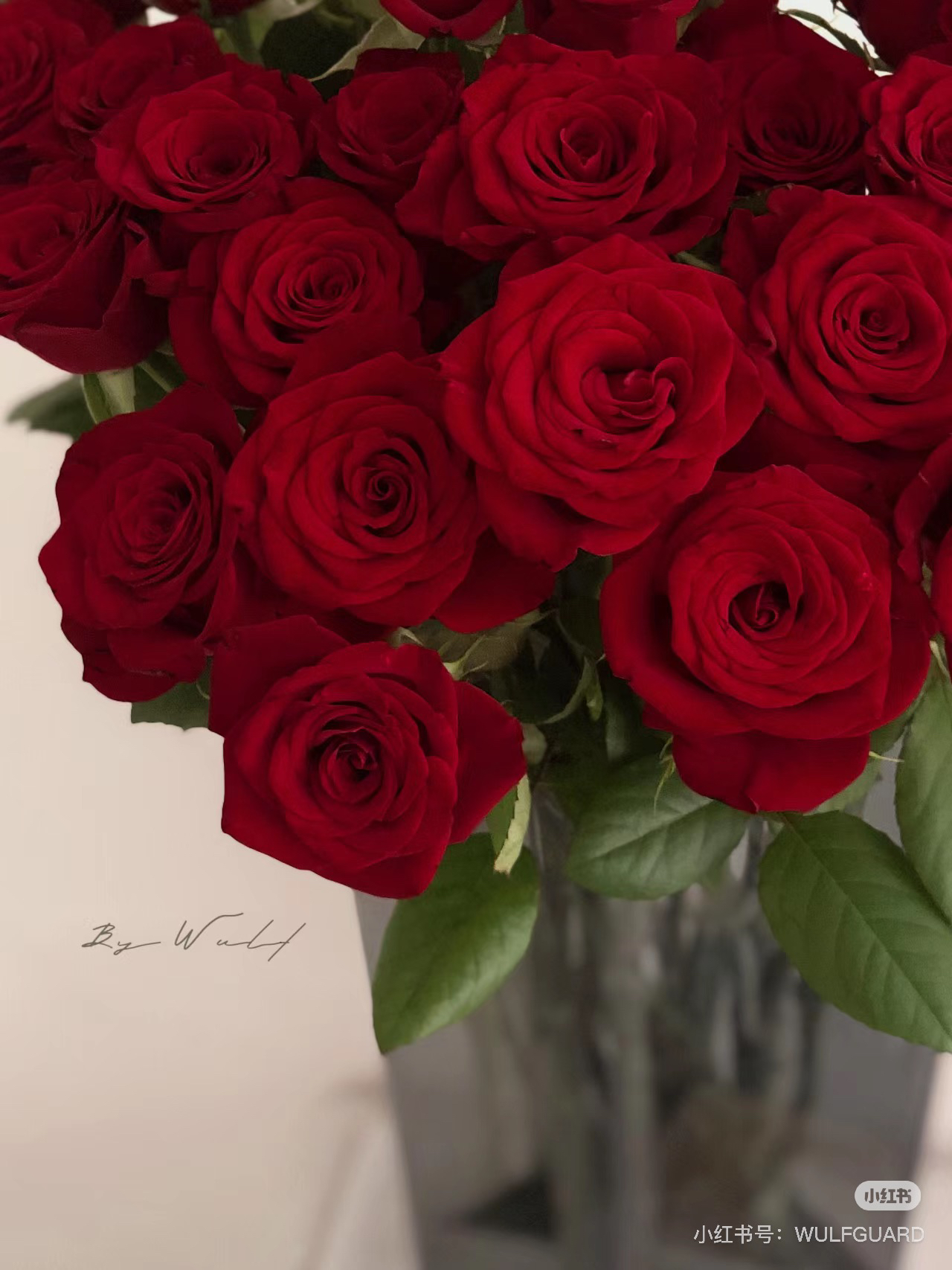 （单头玫瑰）德芮尔短高原红10支！三件顺丰空运20%不售后