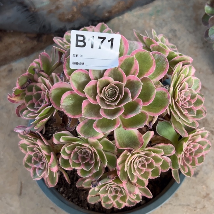 171孔雀翎16厘米左右半木质