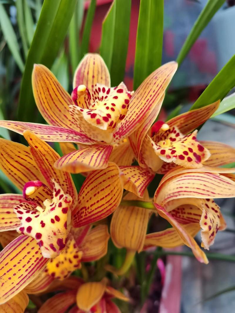 云南高山虎头兰开花漂亮