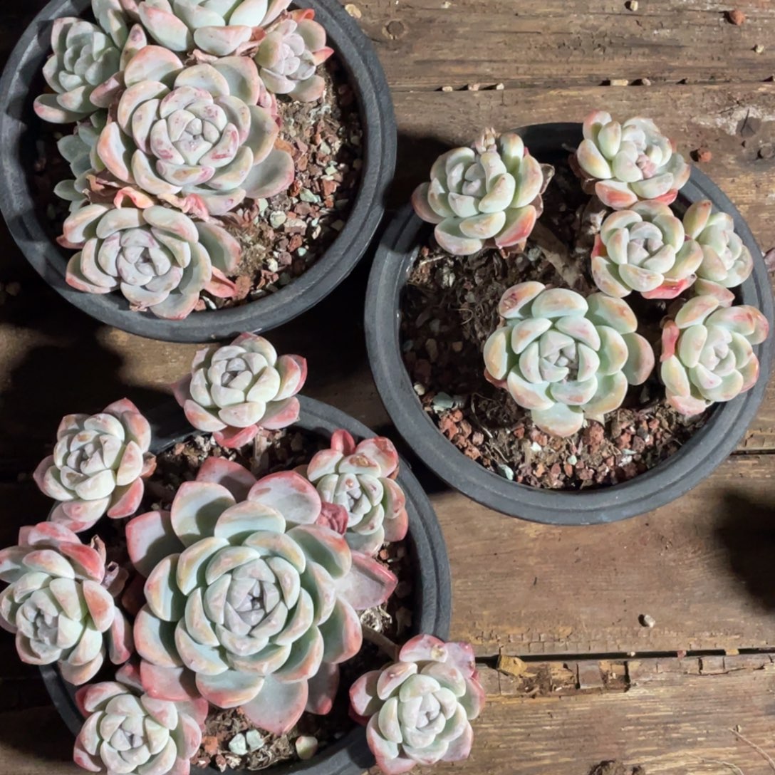 在***方冰玉三个清台子不包断头