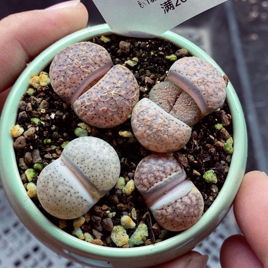 我的小姐姐们都是我的102