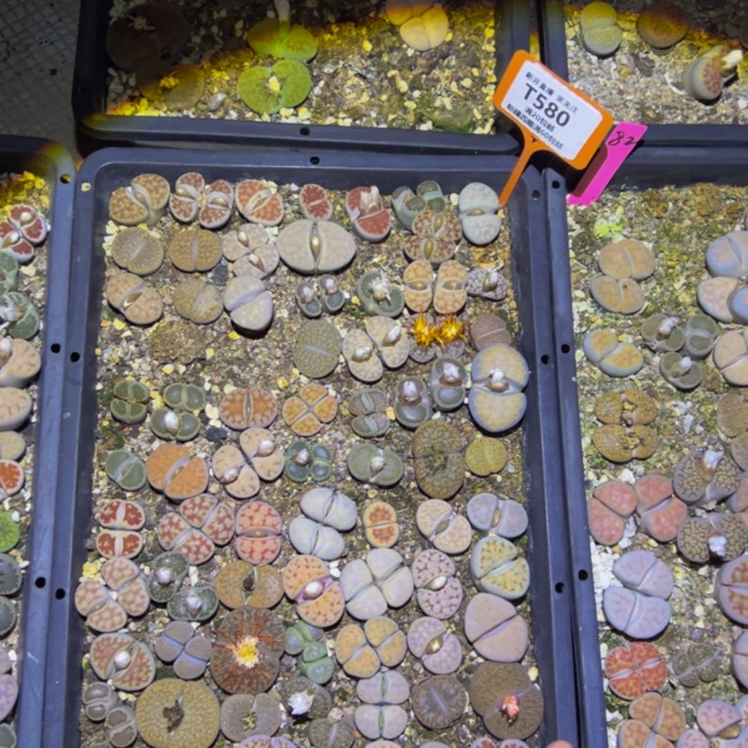 ****沫脱土发580 一物一拍，默认有伤，介意勿拍，不退不换