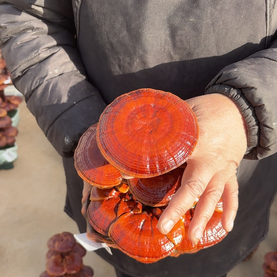 无花朵灵芝是我国著名植物