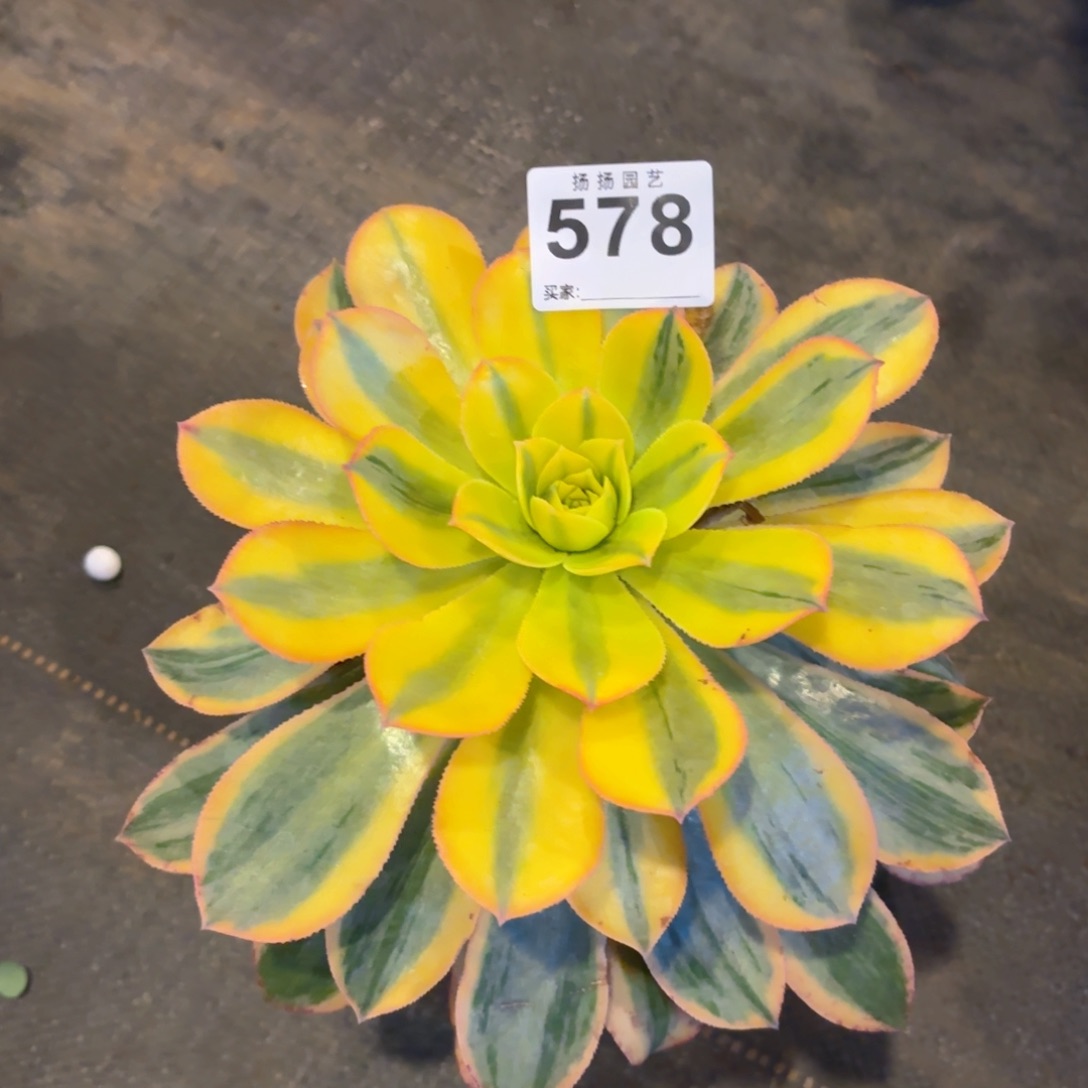 123  578多肉法师