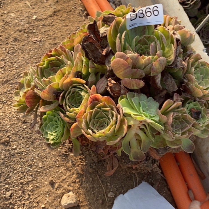 366花月夜多肉植物