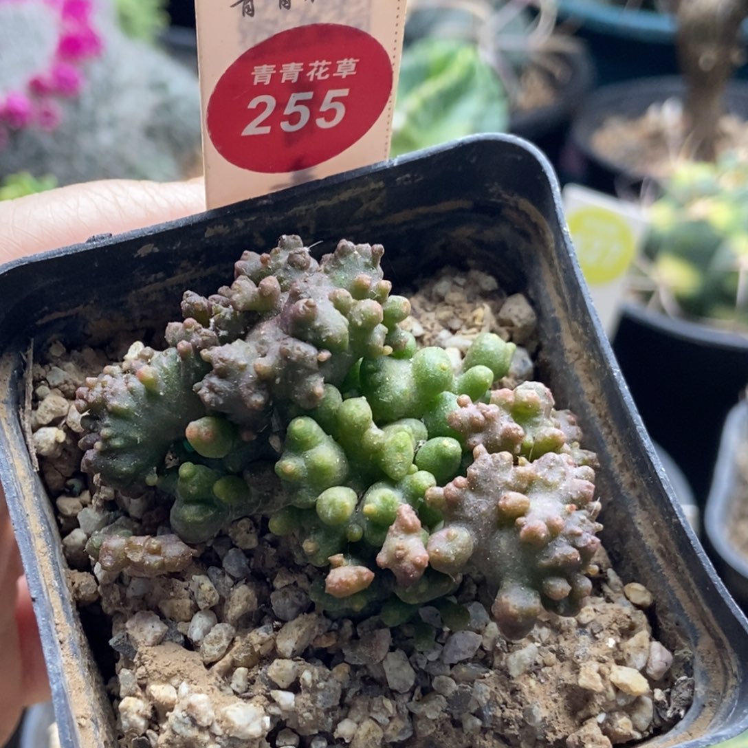 程程柱石化群一颗仙人球