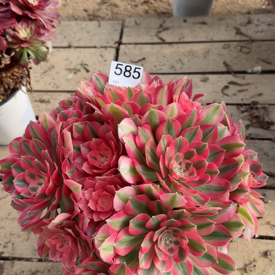 585粉女巫多肉植物