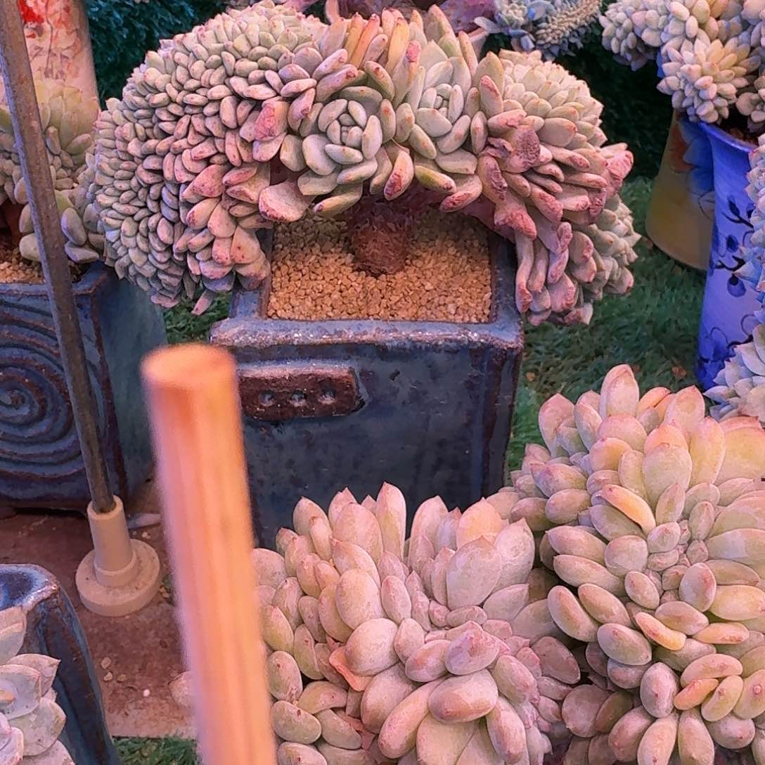 星影树缀无砍多肉