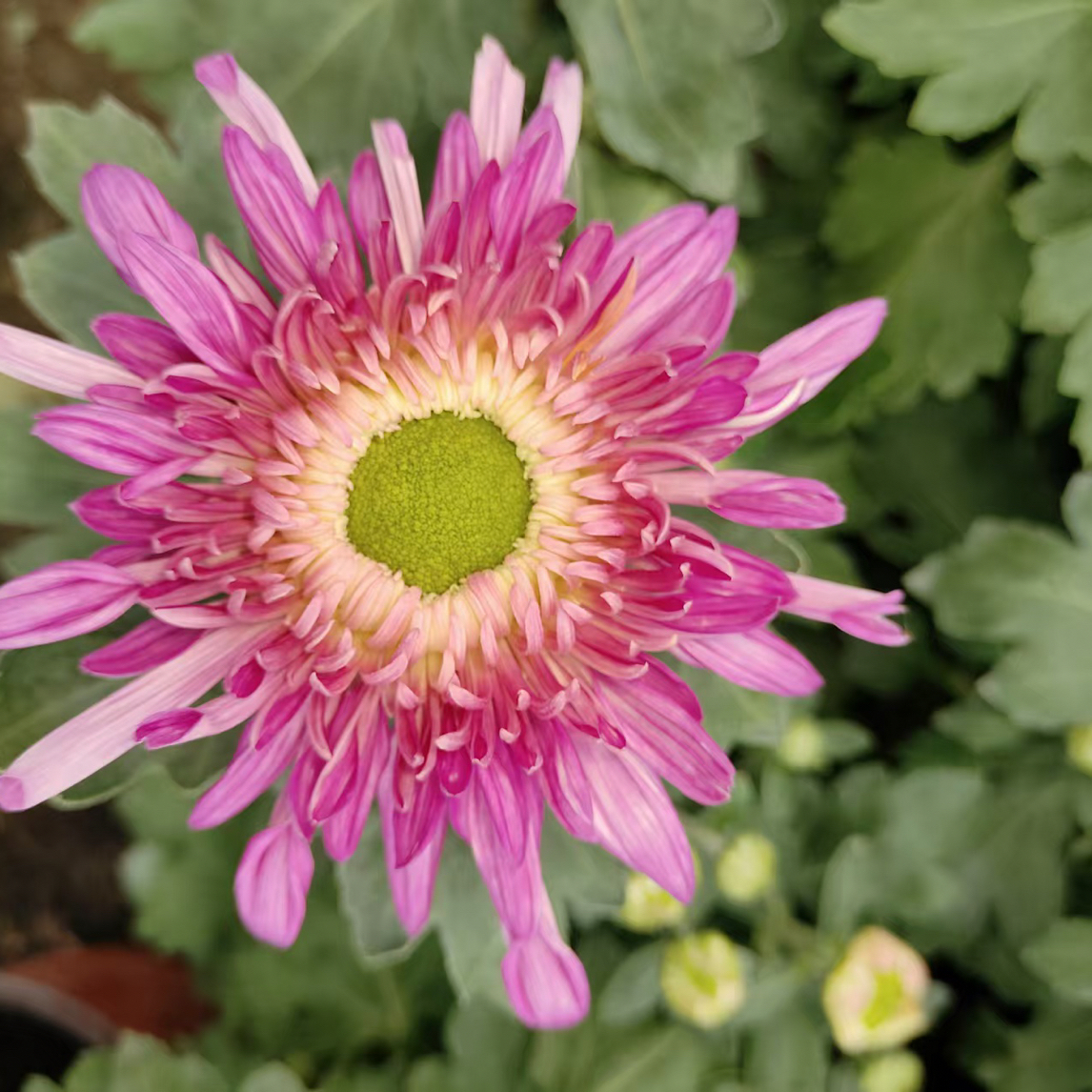 「洹水桃花」九月大花菊花盆栽耐寒植物好养