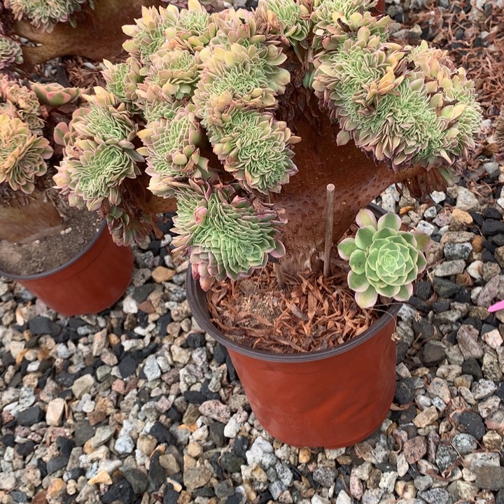 海洋缀脱土发货啊