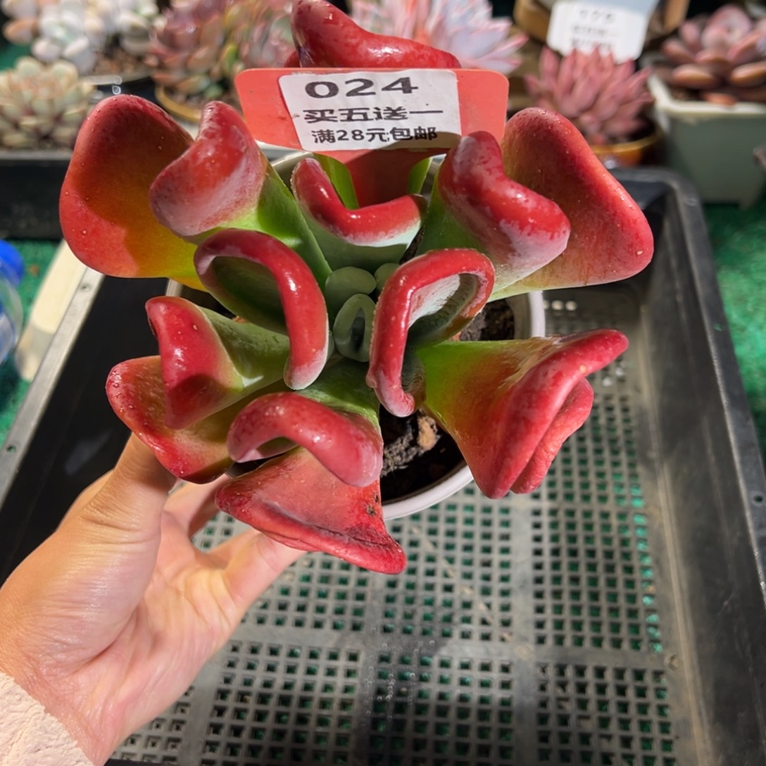 表妹精品多肉植物024: