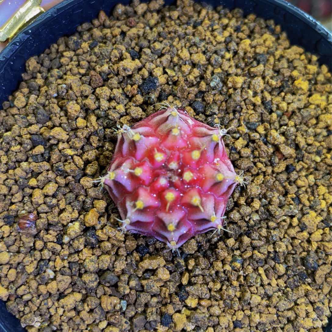 米哈轮回00000000000015