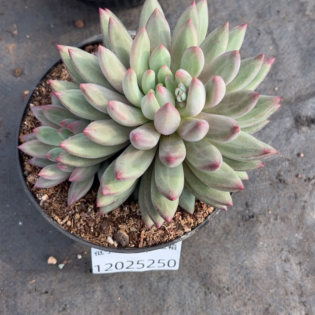 12025250 绿体虞美人双头