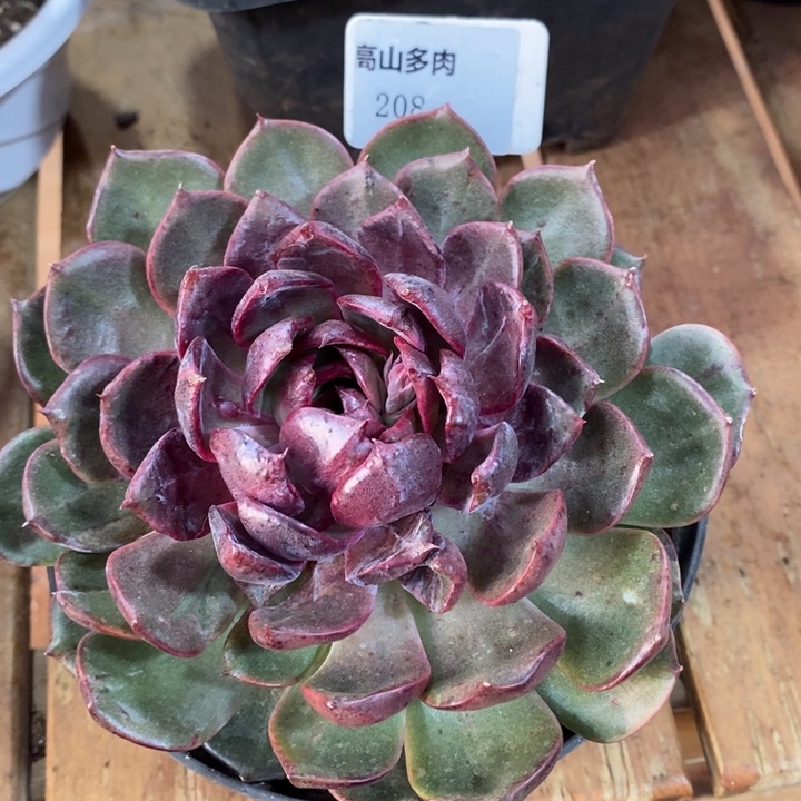 D208- 直播福利 蓝莓