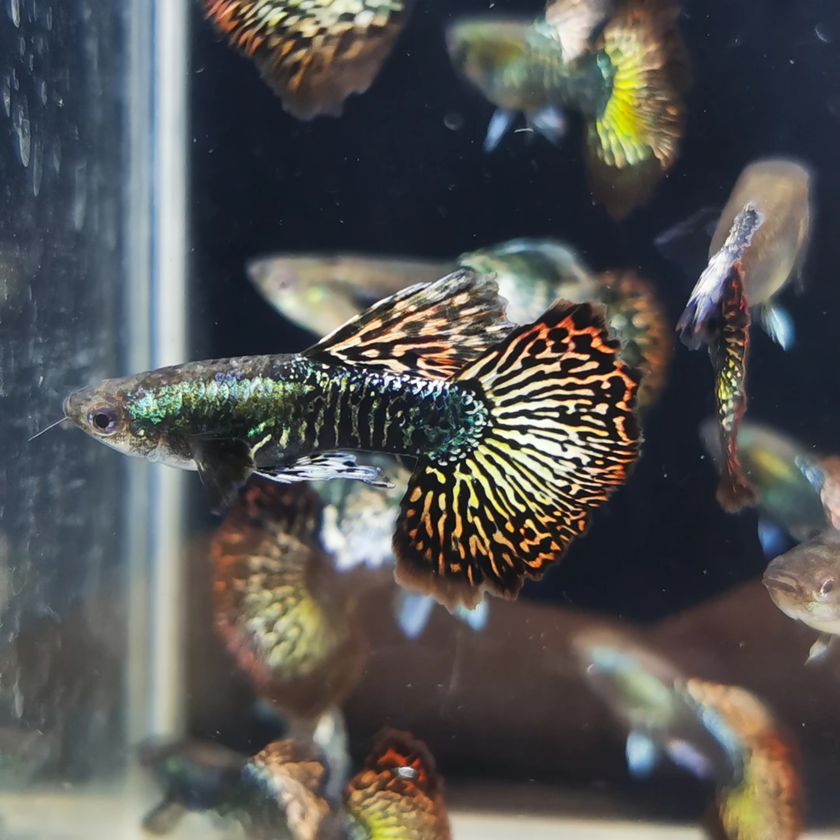 泰系红龙精品淡水孔雀（入缸后不包损）