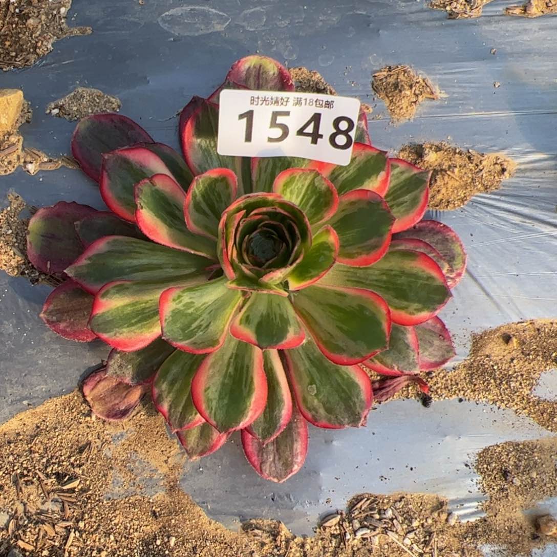 1548黑魔锦多肉植物