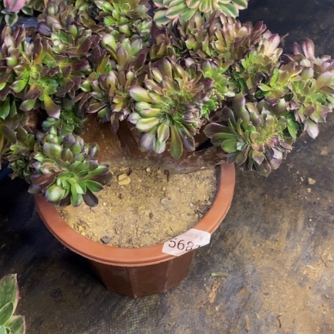 万圣节多肉植物5681