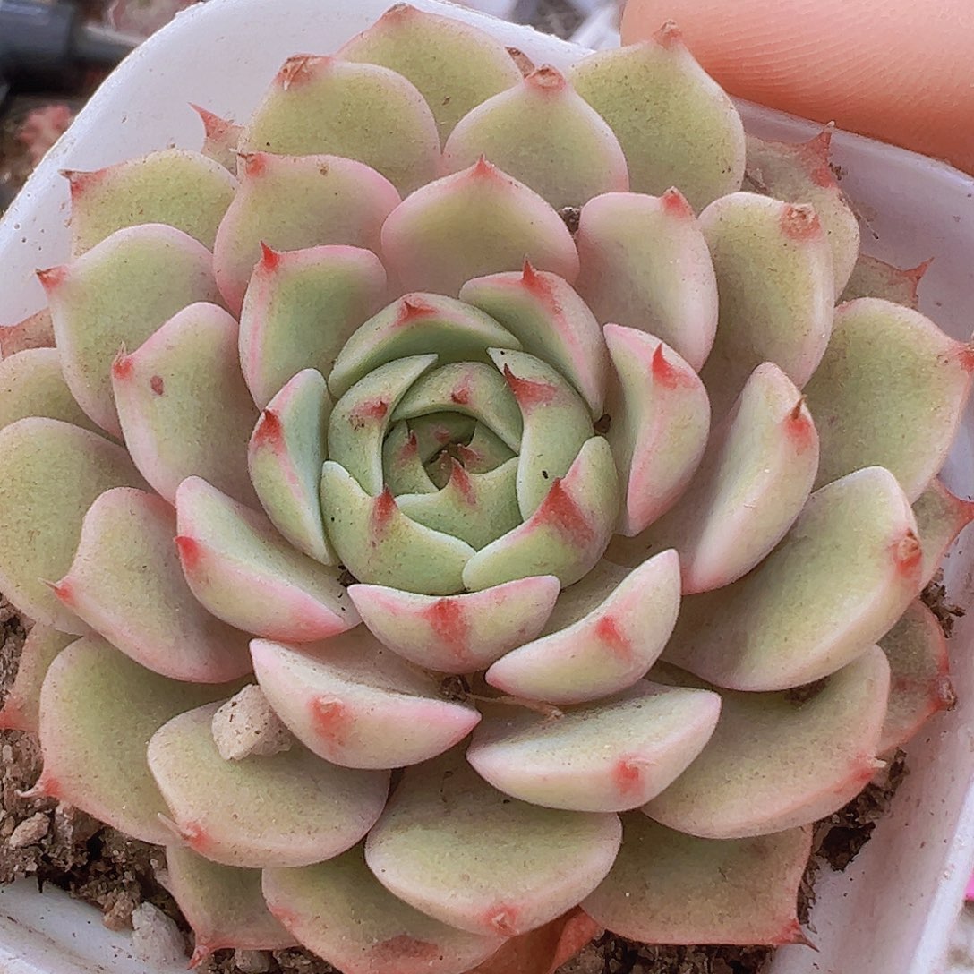 本吧19包邮多肉植物群