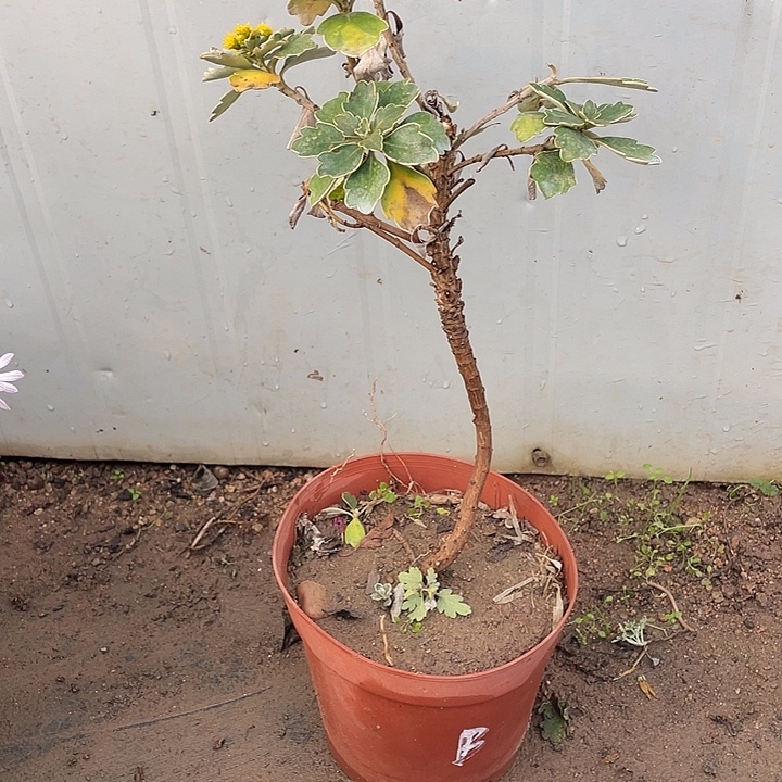 百***合完全开放20菊花菊花菊花菊花家