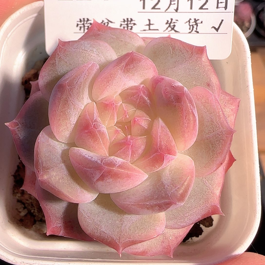 多肉1212-224福利福利
