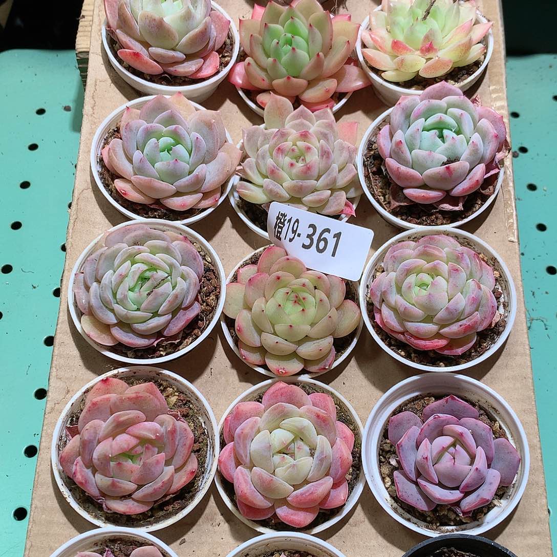 19-361一物一拍带盆18颗