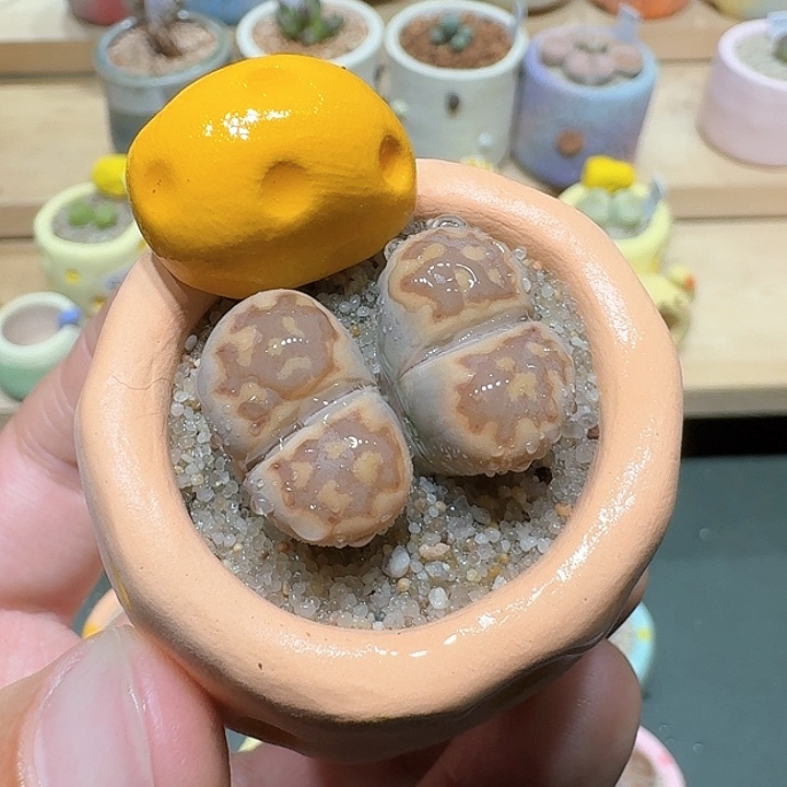 红陶蘑菇301寿丽