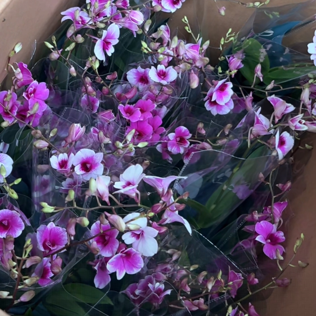 粉黛石斛兰青苗 石斛好养花期长 云南鲜花绿植