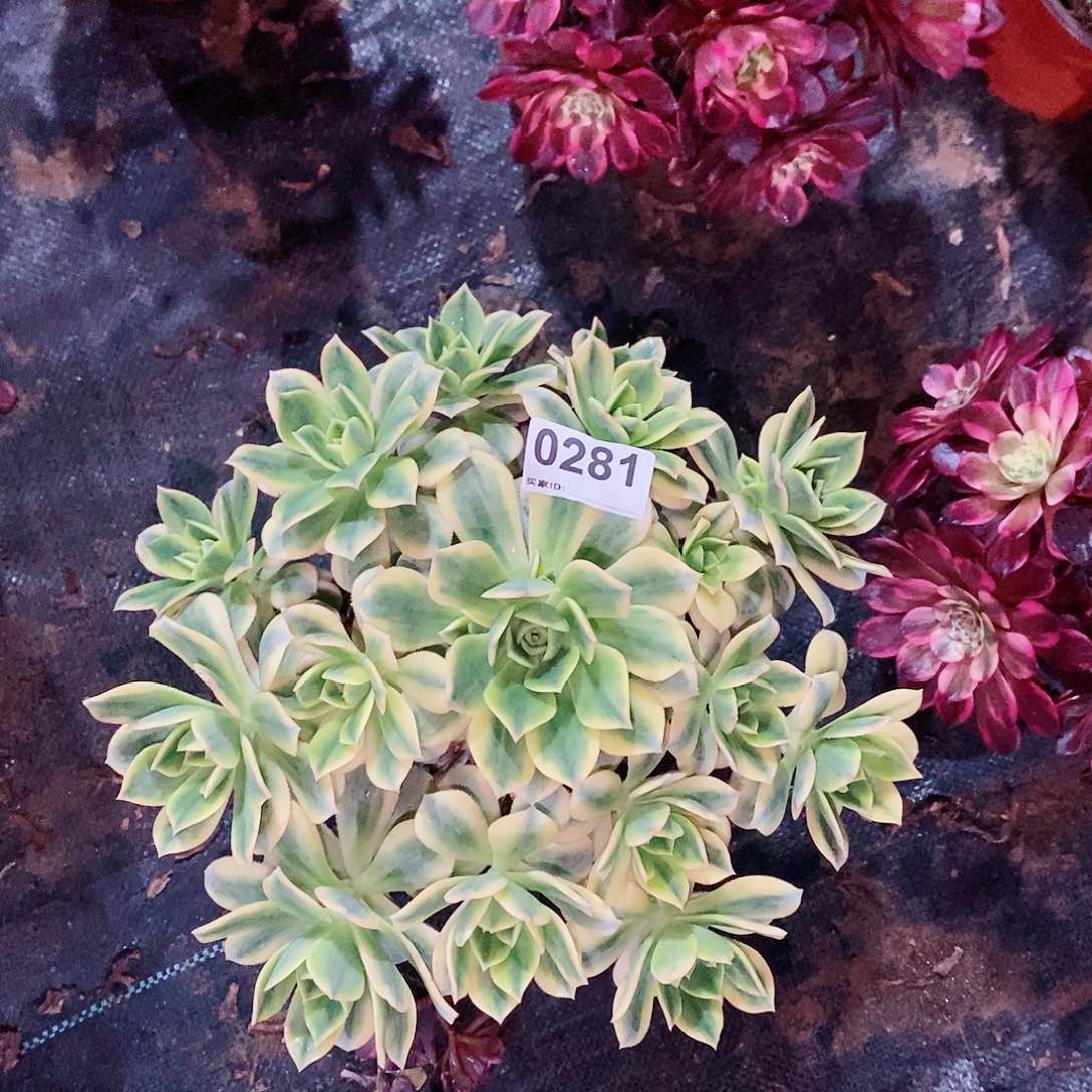 星爆281多肉1111