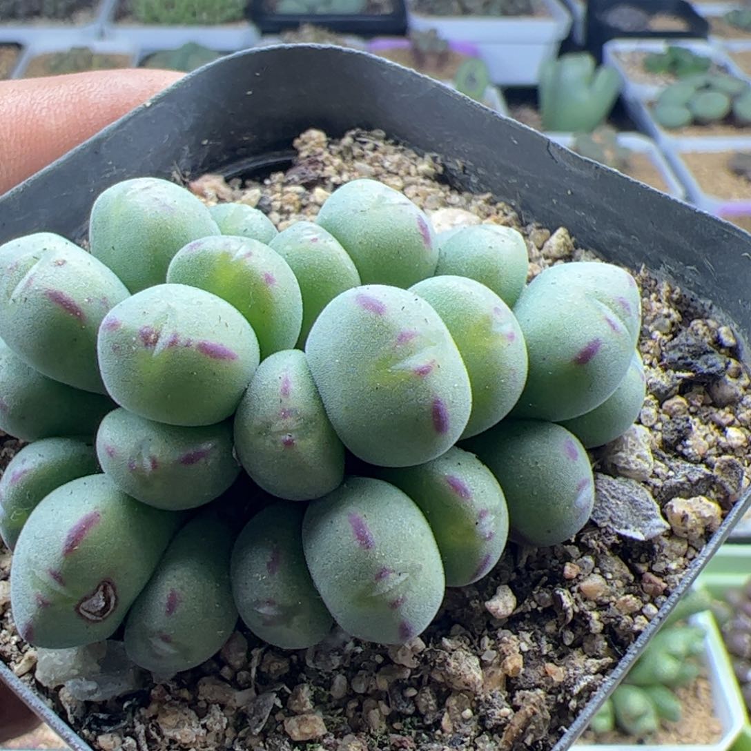 大家过年好23197