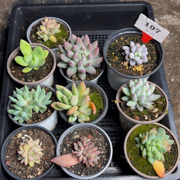 197多肉植物一物一拍