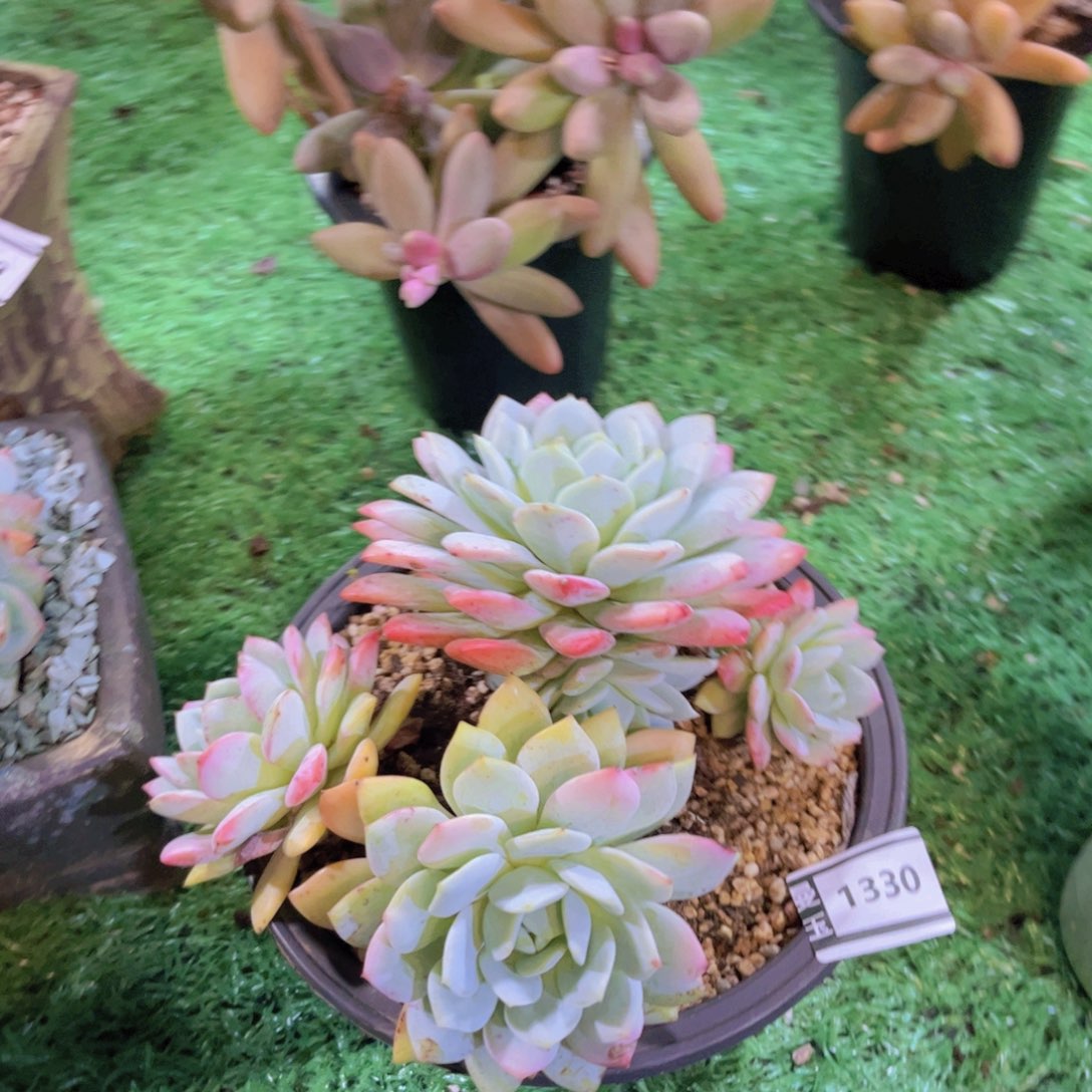 静雪多肉植物1330