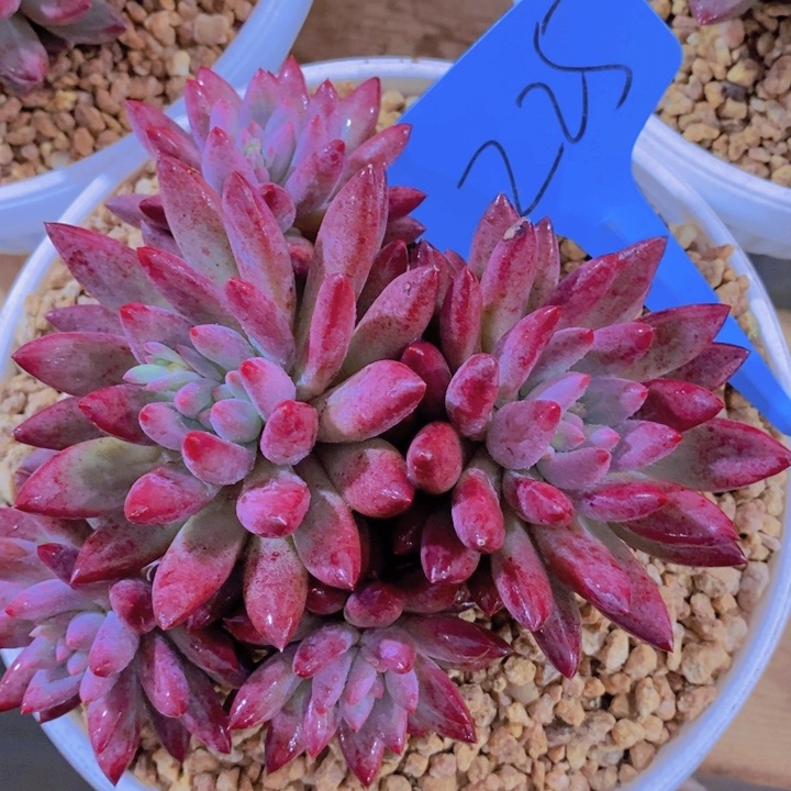 这么久你还是这么累