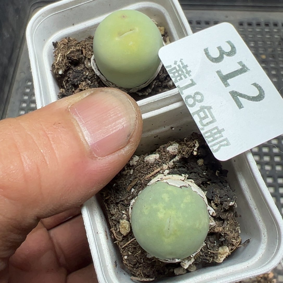 【闪购商品】 312。       