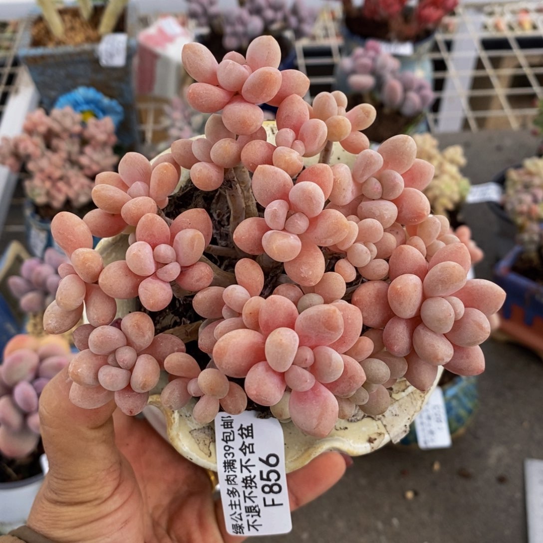 喝*水鱼子酱856/10cm多肉