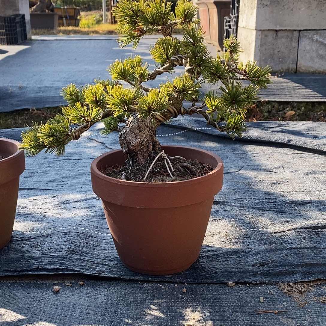超***越无花朵盆景1111111