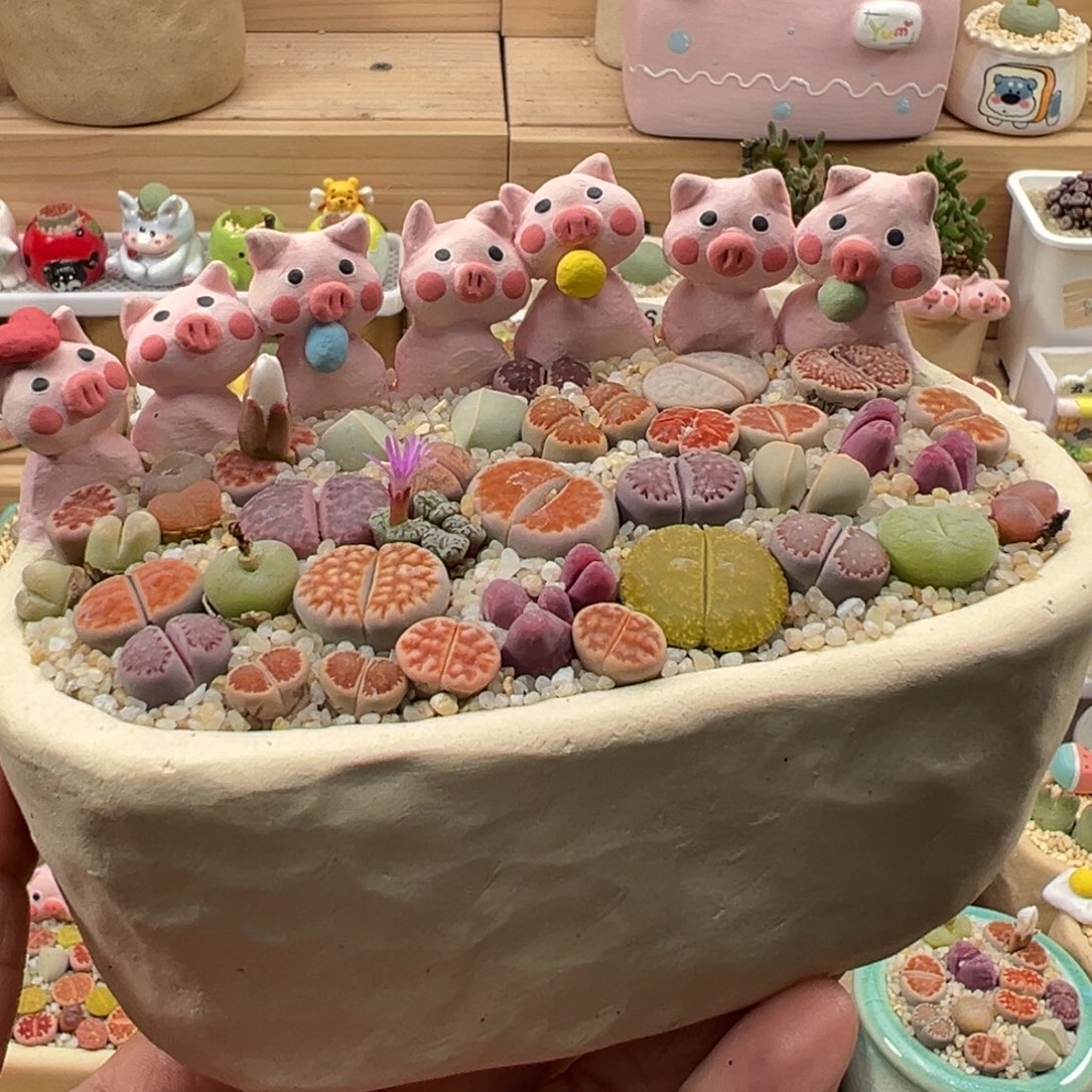 多肉植物实付9.9元包邮129号