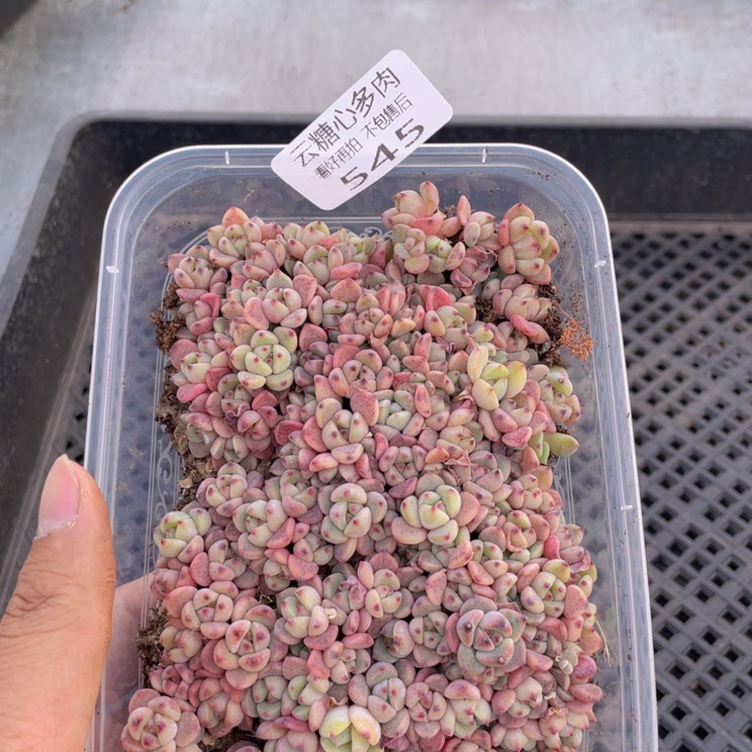 云糖心多肉植物545