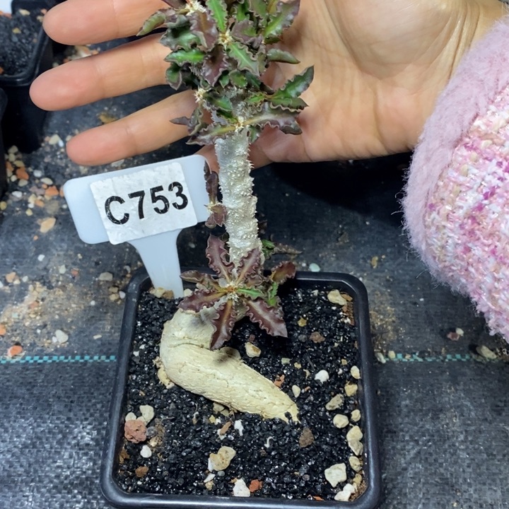 快**福福利邹叶麒麟一颗！！！