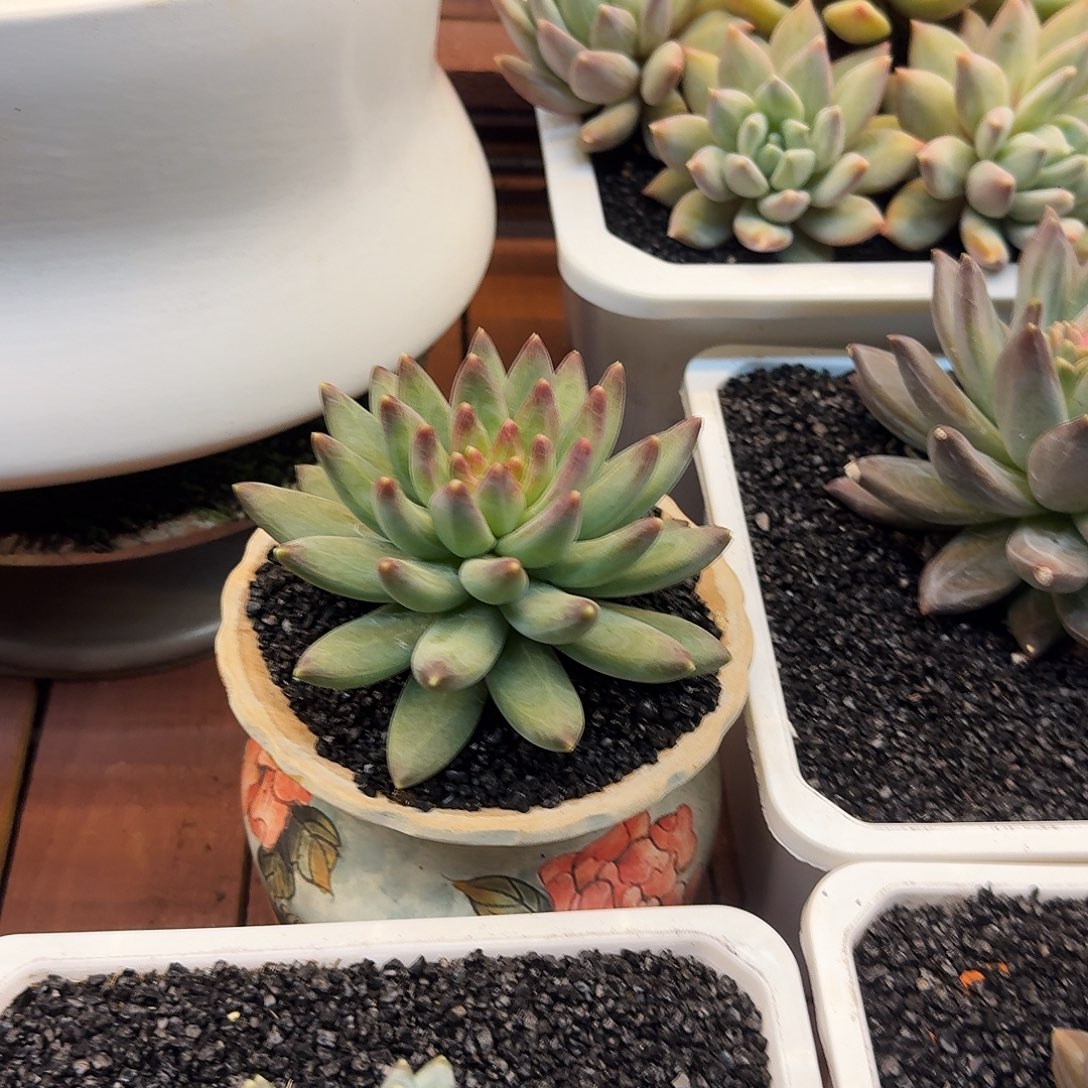 妞***子雪戴丽正版一物一拍